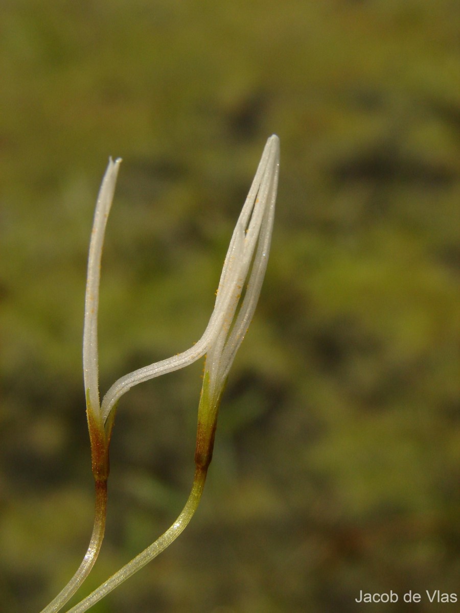 Blyxa octandra (Roxb.) Planch. ex Thwaites